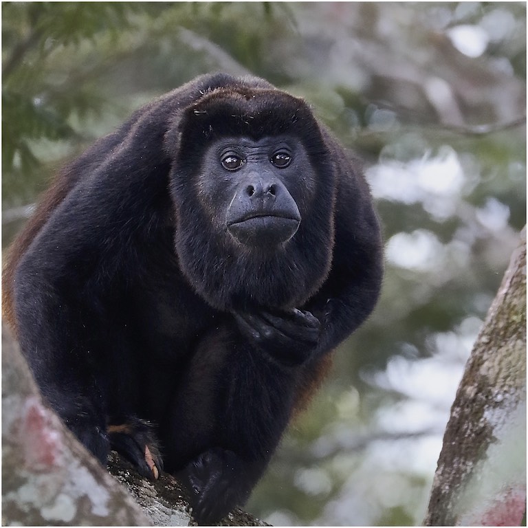 Mantled Howler Monkey (male)
