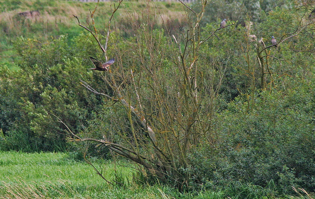 Marsh Harrier - habitat