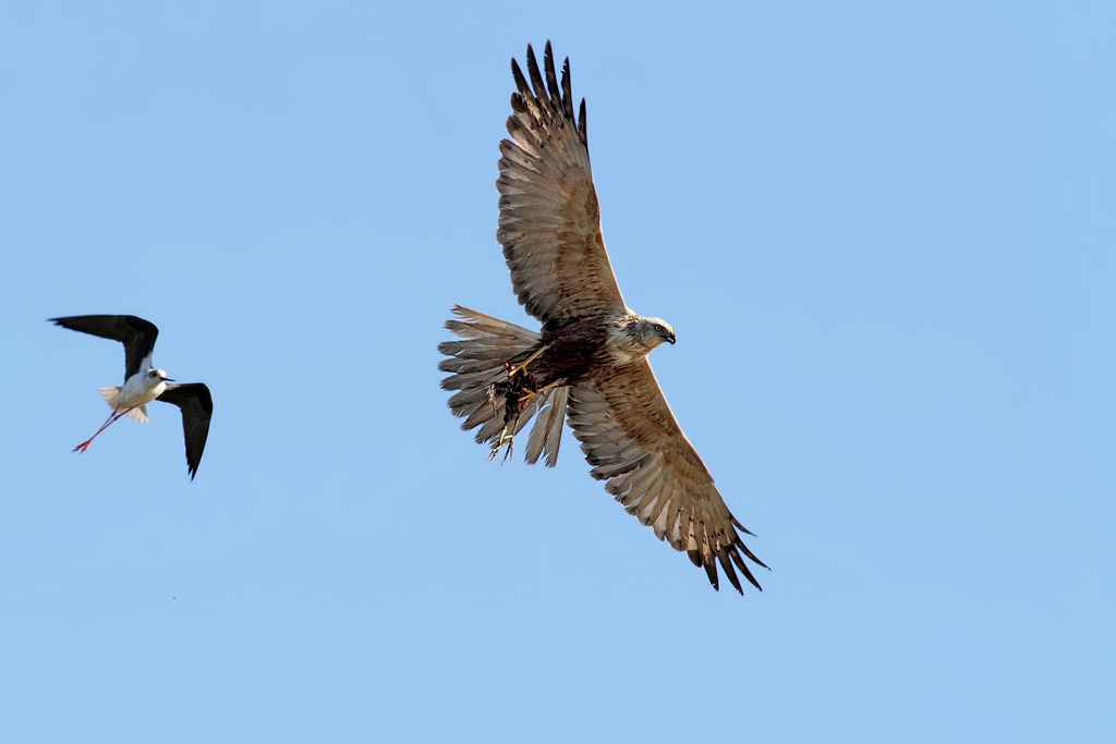 Marsh Harrier with prey