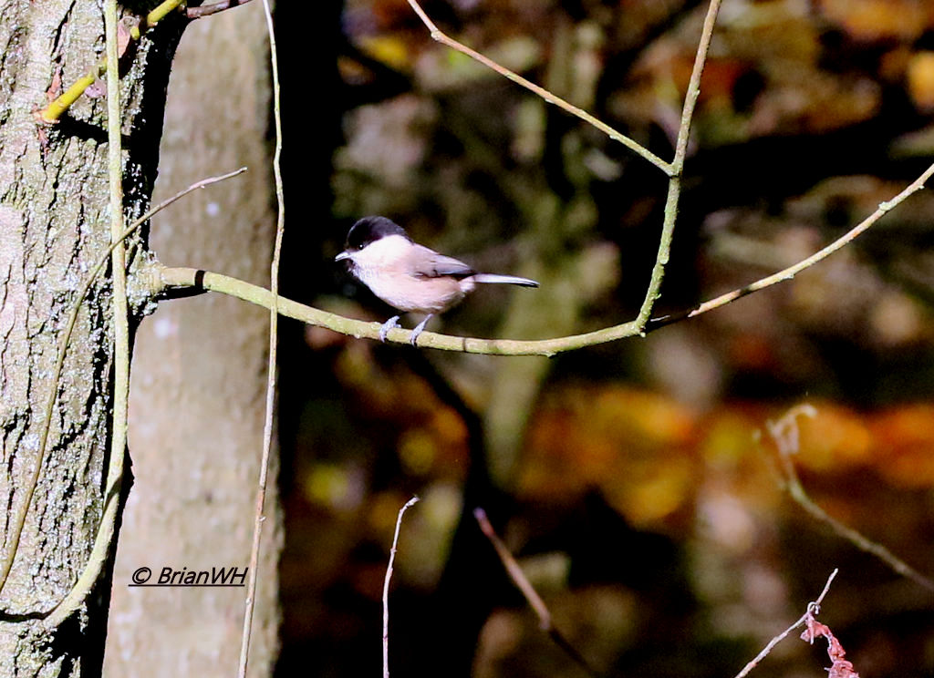 Marsh Tit