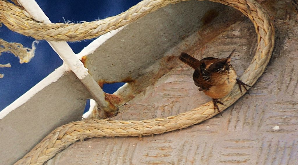 Marsh Wren ahoy