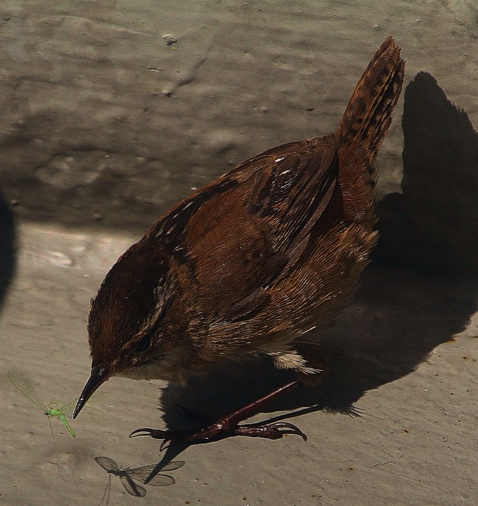 Marsh Wren with lacewing