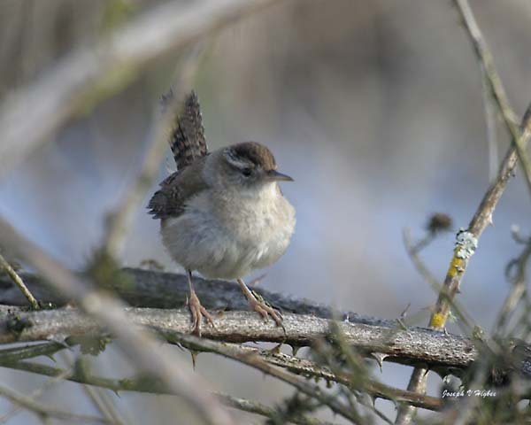 Marsh Wren