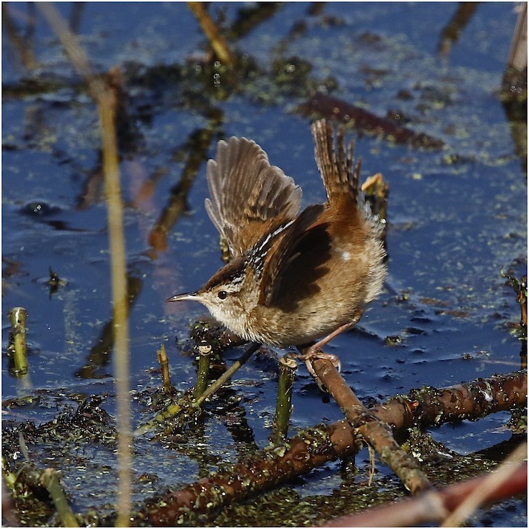 Marsh Wren