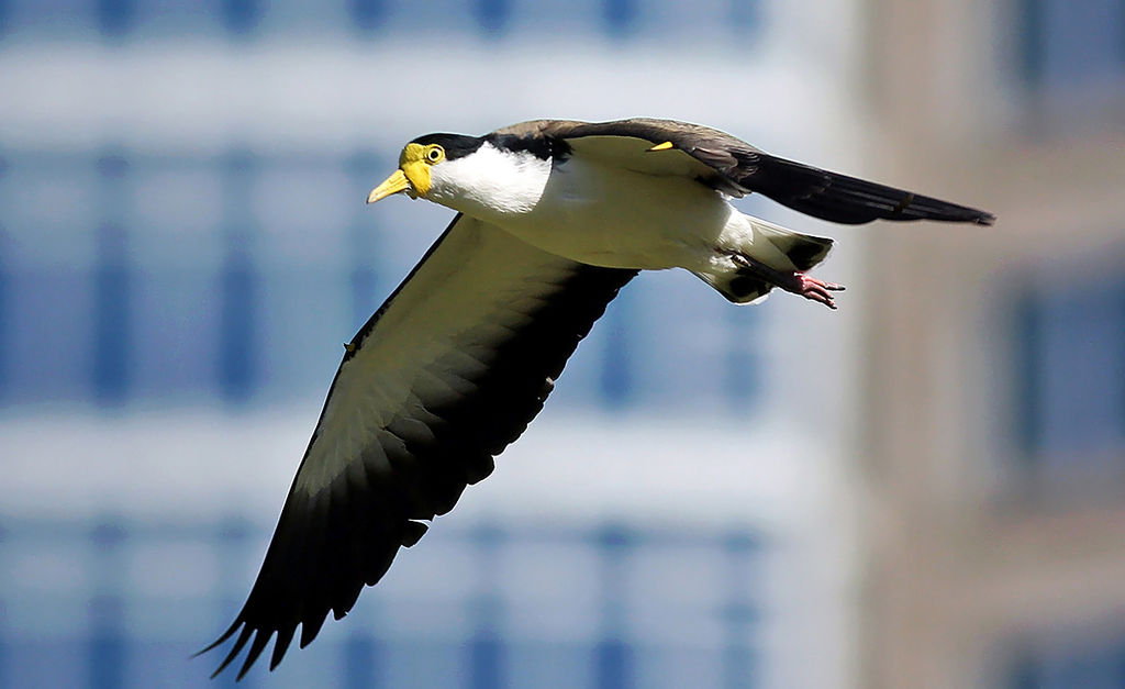 Masked Lapwing