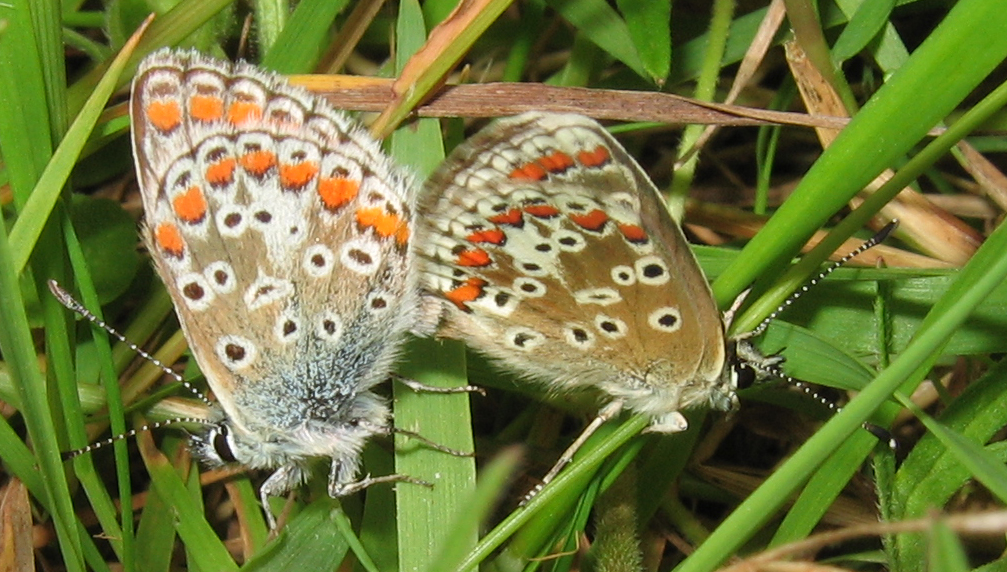 Mating Brown Argus