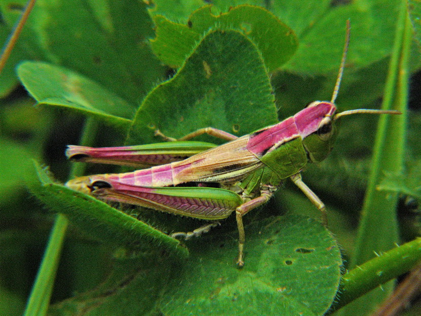 Meadow Grasshopper - purple morph