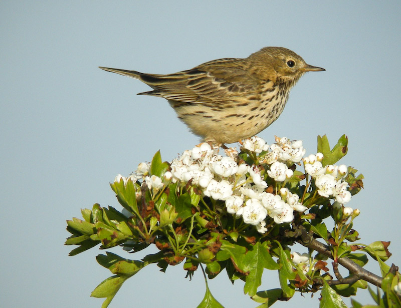 Meadow Pipit