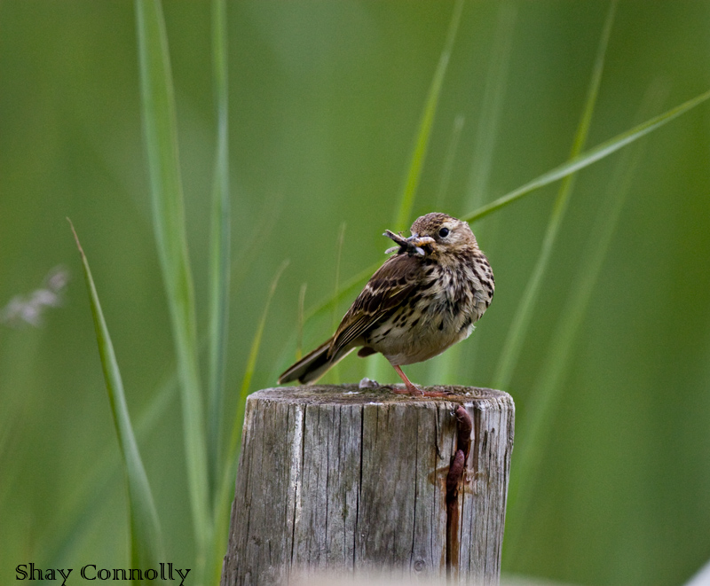 meadow pipit