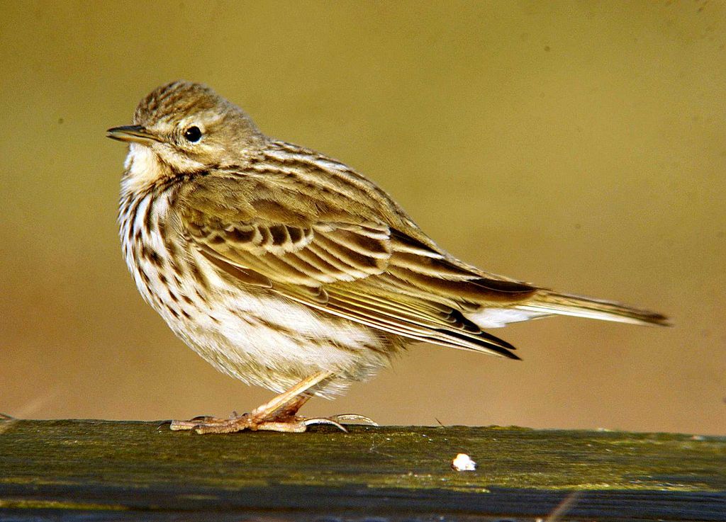 MEADOW PIPIT