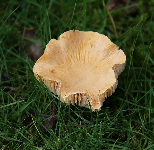 meadow waxcap hygrocybe pratense