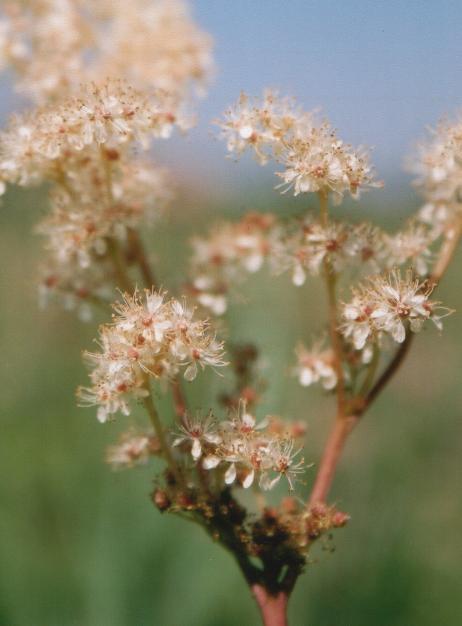 Meadowsweet