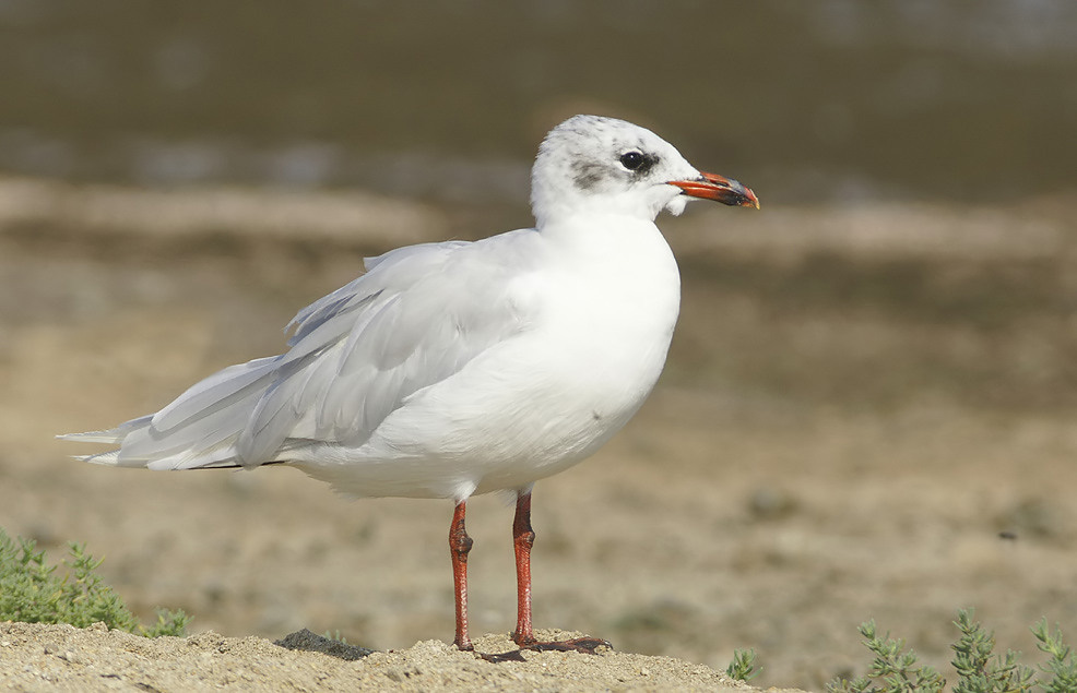 Mediterranean Gull