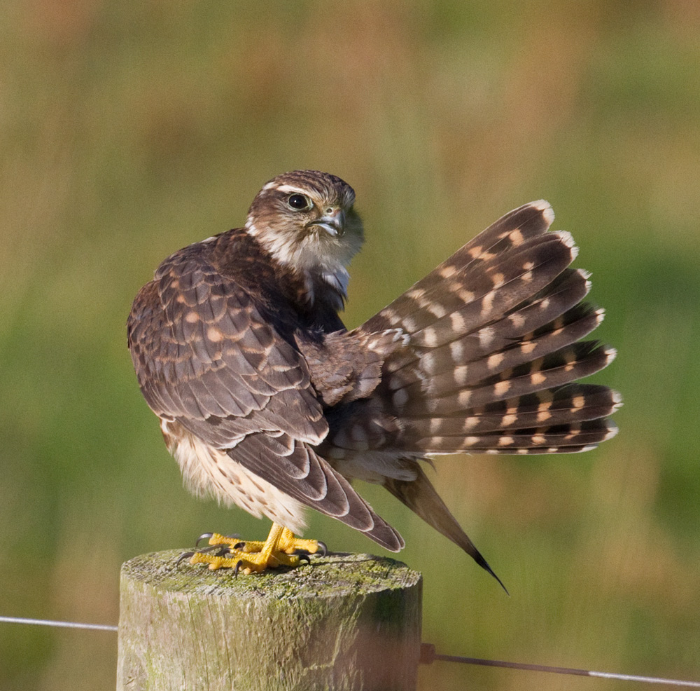 Merlin