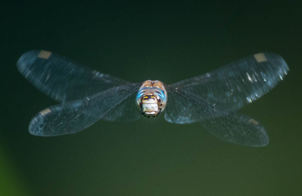 Migrant Hawker