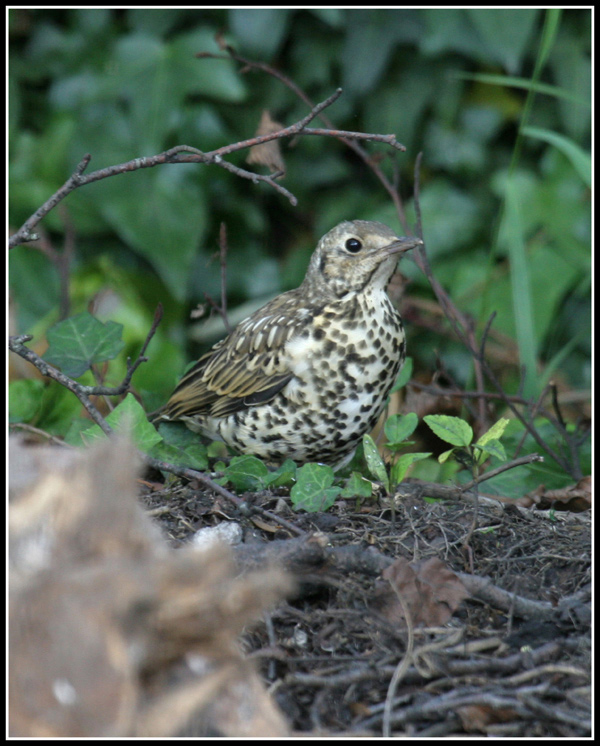 mistle-thrush