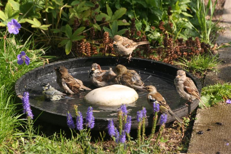 Mixed Bathing.