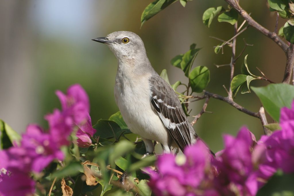 mocking bird