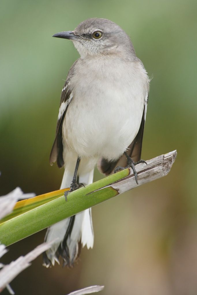 mocking bird