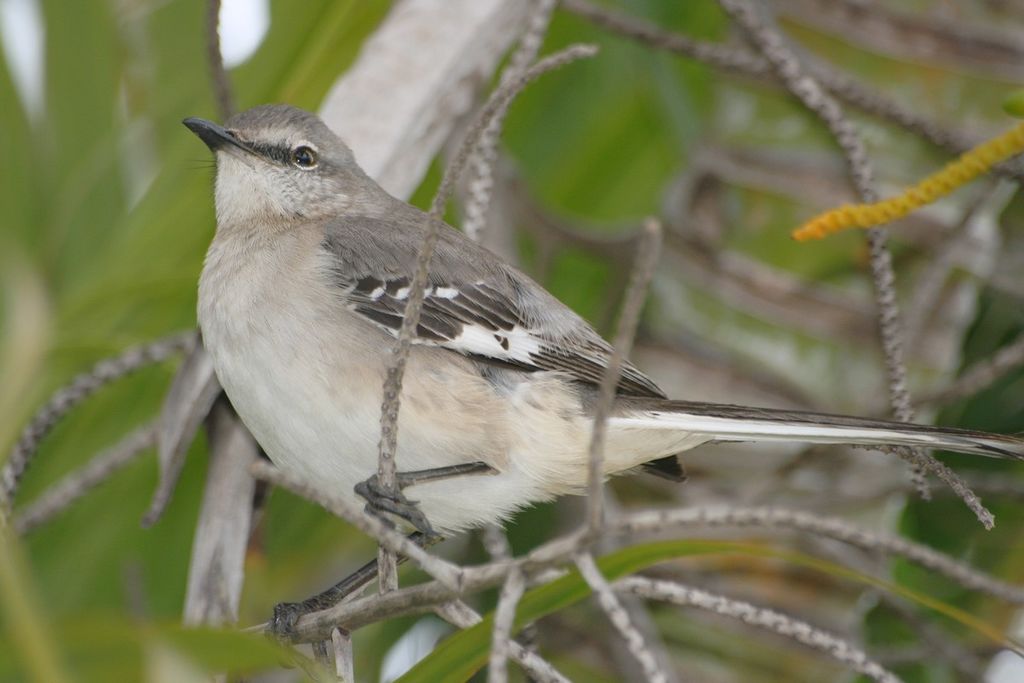 mocking bird