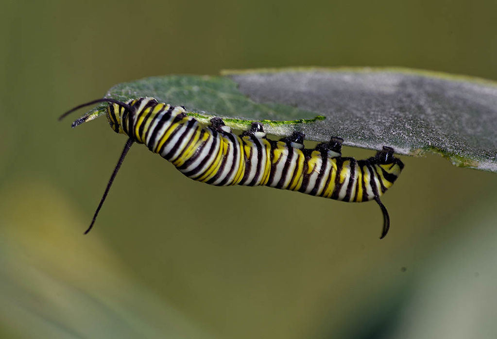Monarch butterfly larvae on common milkweed