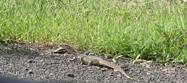 Monitor lizard