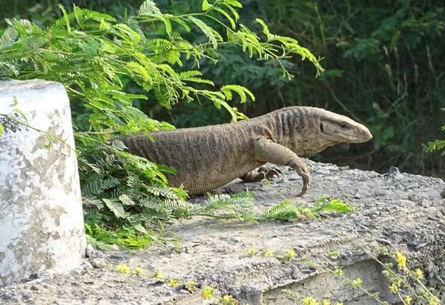 Monitor lizard