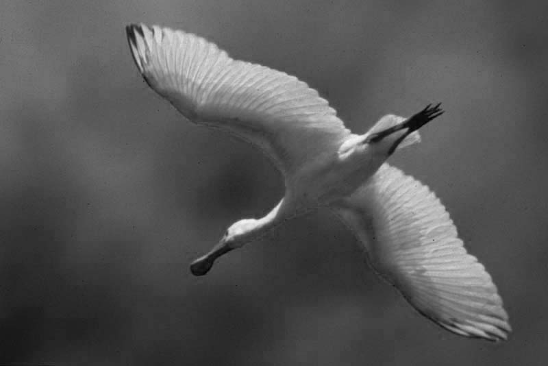 Monochromatic Spoonbill