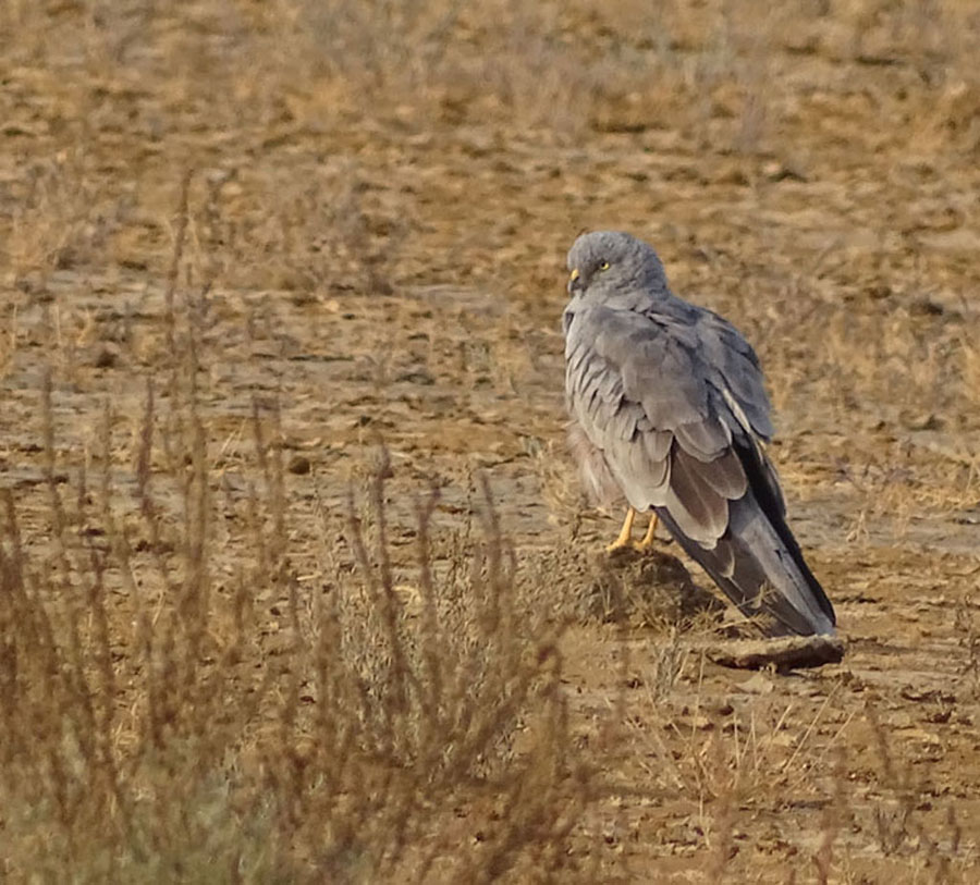 Montagu`s Harrier Male