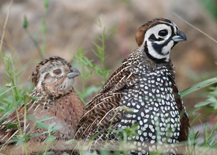 Montezuma Quail