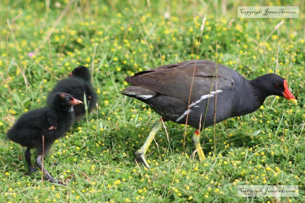 Moorhen Family