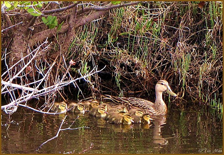 ............ Mottled Duck and her flotilla ............