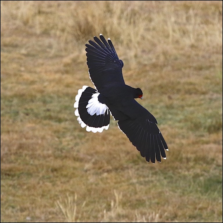 Mountain Caracara