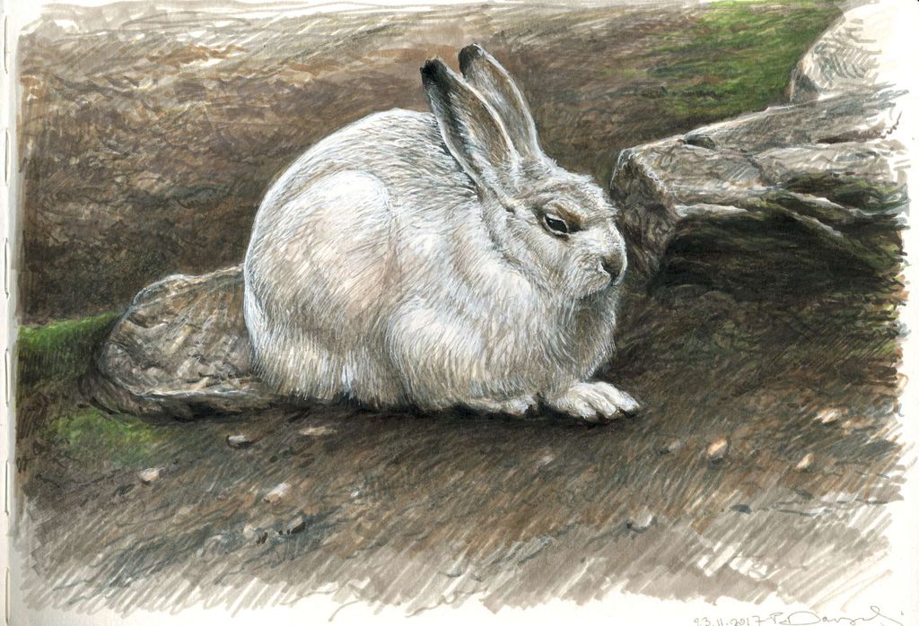 Mountain hare study