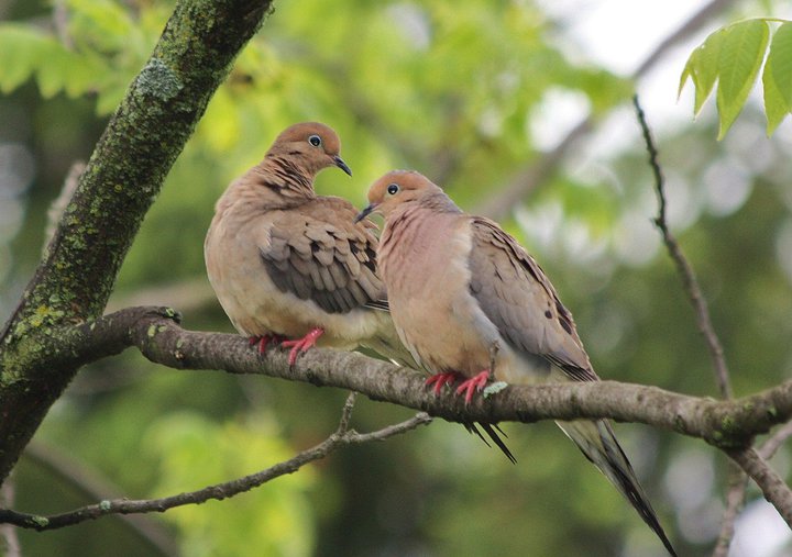 Mourning Dove pair