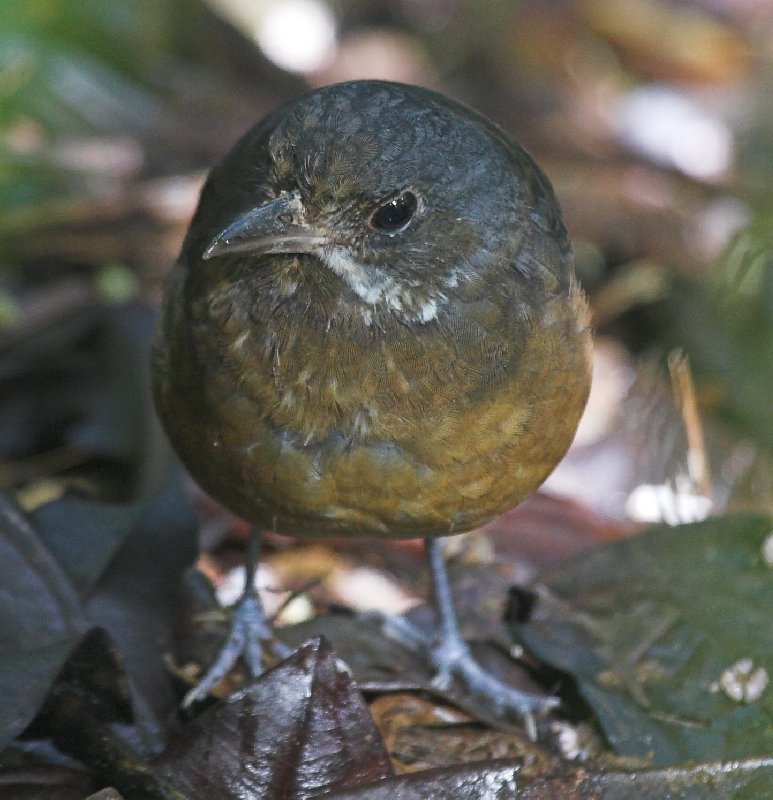 Moustached antpitta