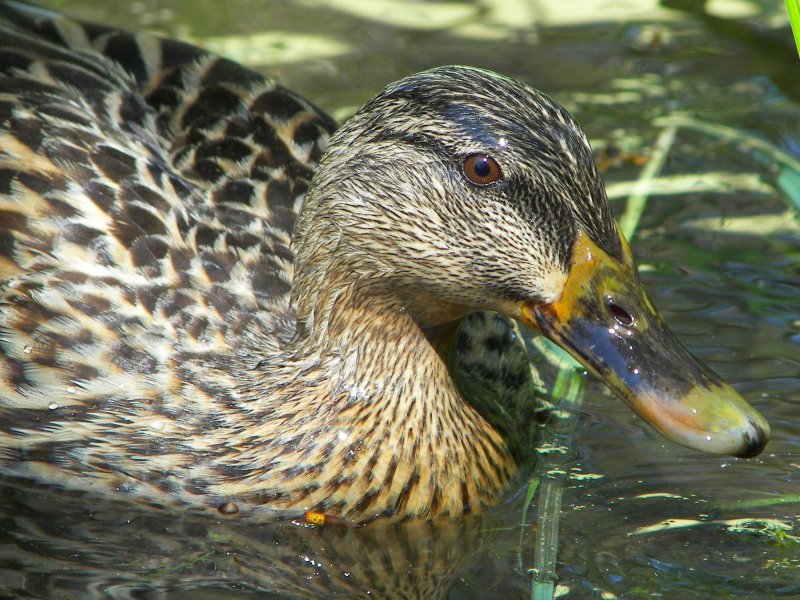 Mrs Mallard