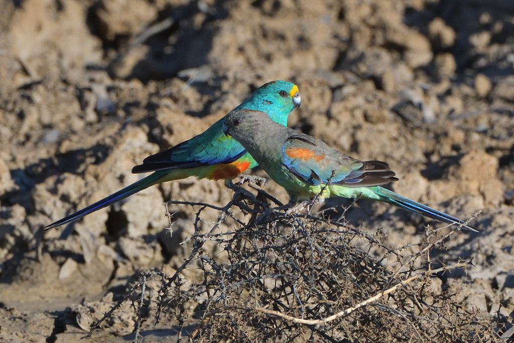 Mulga Parrots