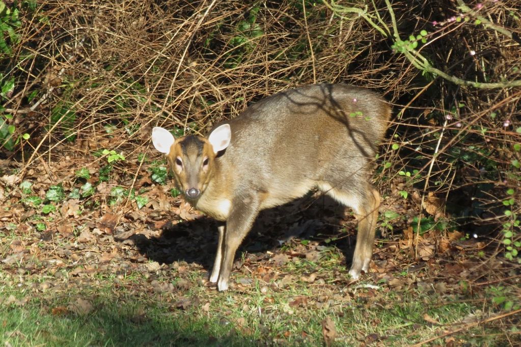 Muntjac