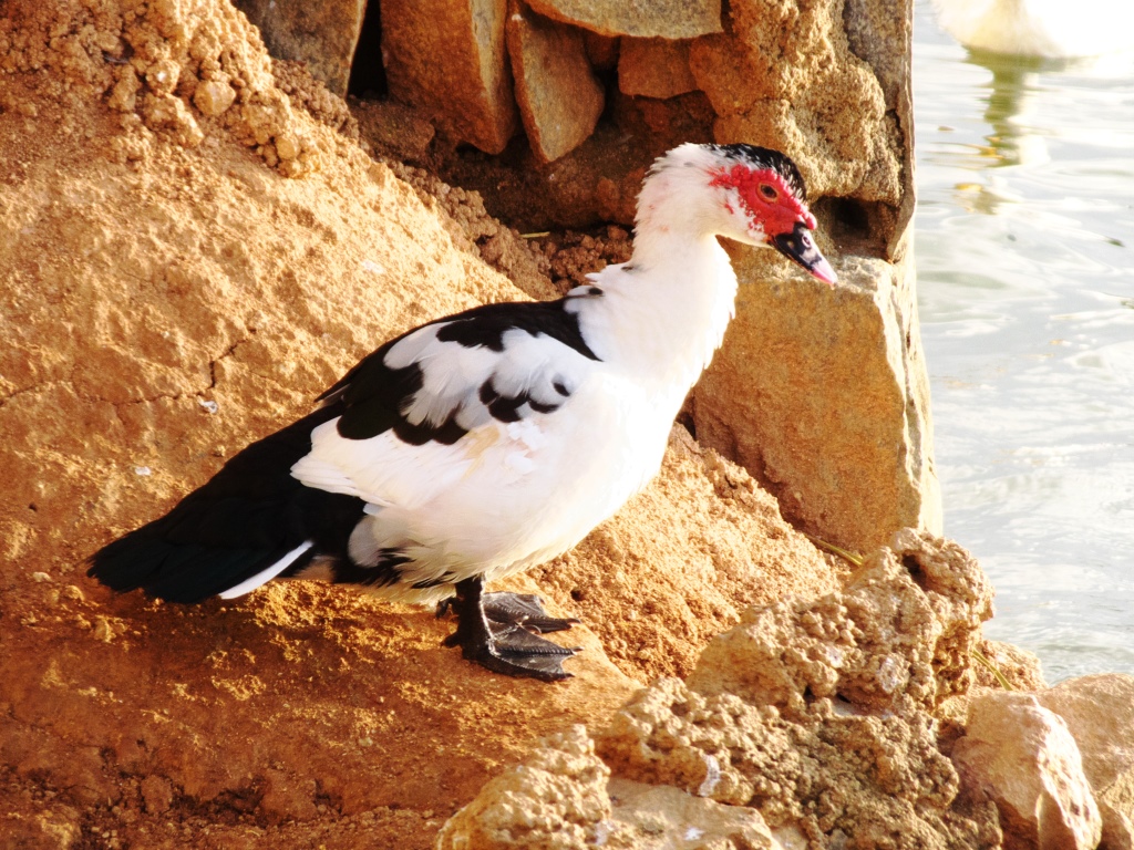 Muscovy Duck