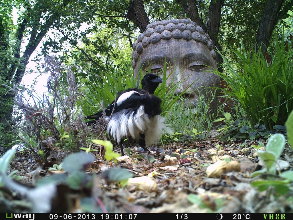 Mutant black-billed magpie in 2013