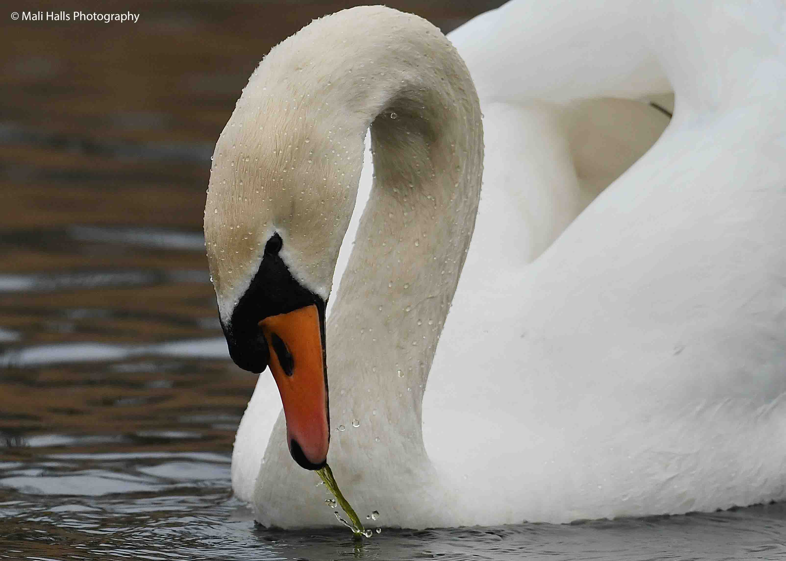 Mute Swan 0702.jpg