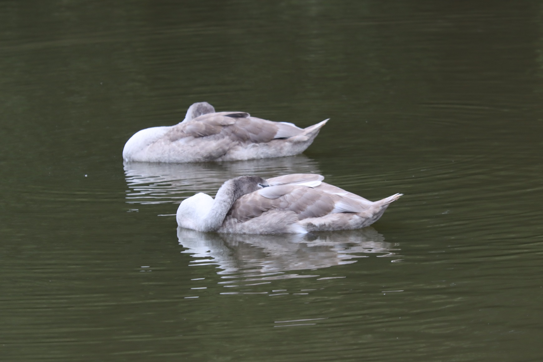 Mute Swan juvenile's