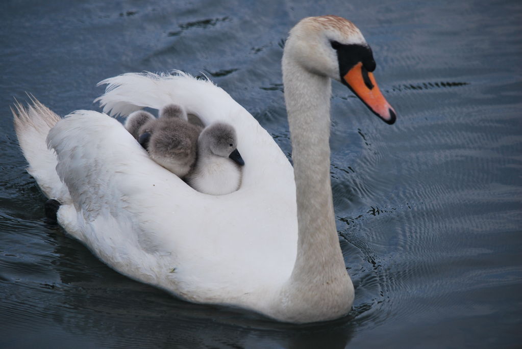 Mute Swan