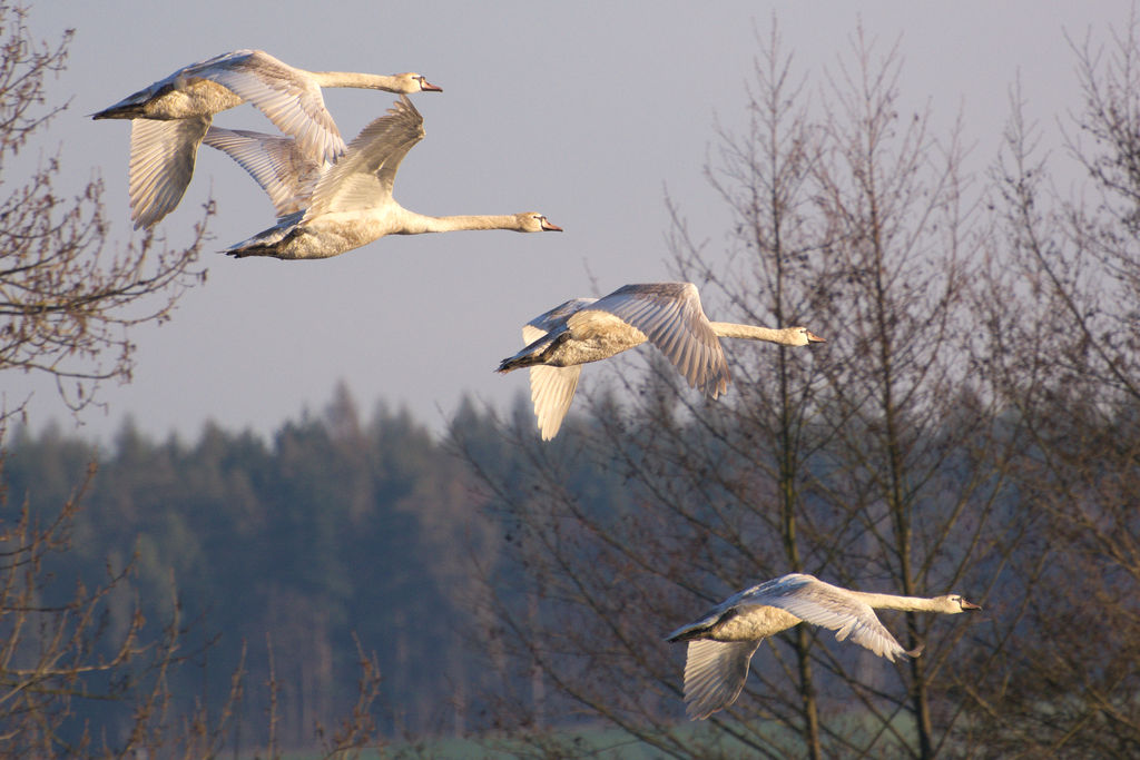 Mute Swans