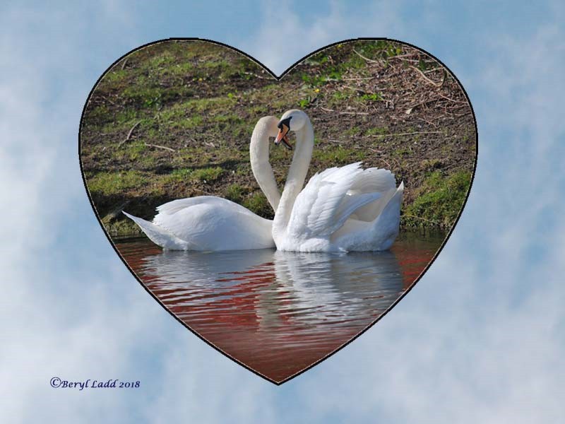 Mute Swans