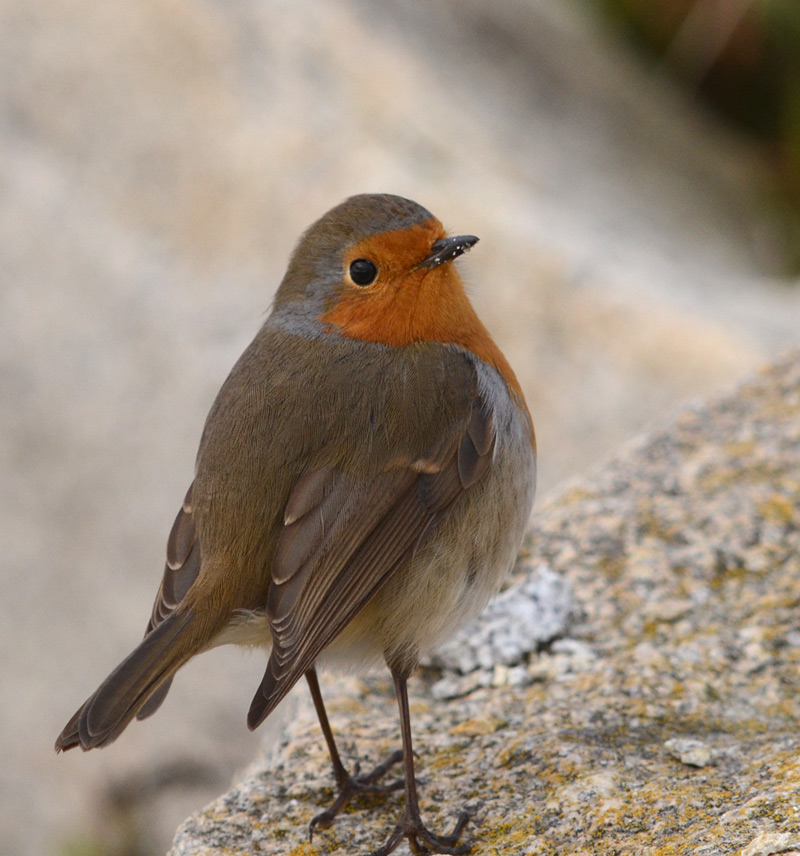 My first picture of a robin