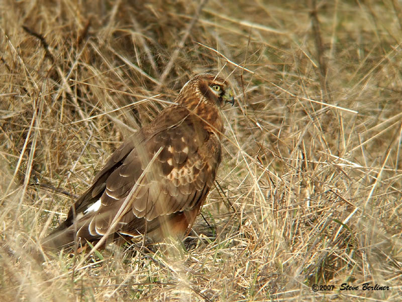 N. Harrier juv