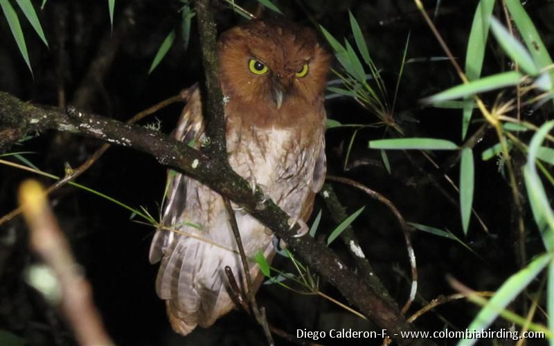 New Screech-Owl (Santa Marta Mts.) - Megascops sp. nov. - San Lorenzo Ridge