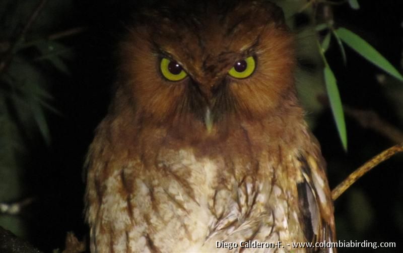 New Screech-Owl (Santa Marta Mts.) - Megascops sp. nov. - San Lorenzo Ridge